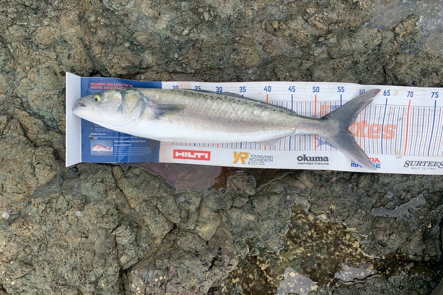 Mark Piskulic caught this 56.5cm Kahawai at Far North during The Export NZ Fishing Competition
